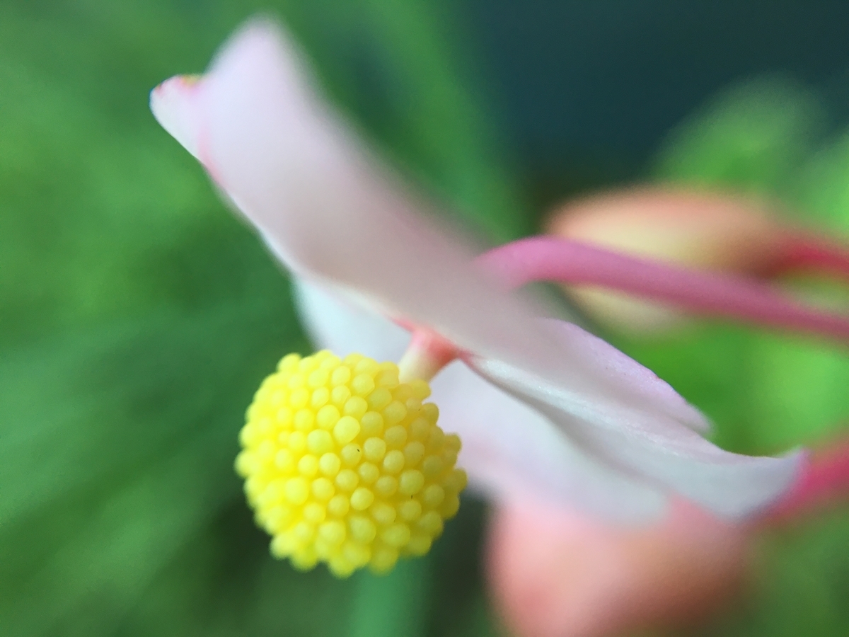 f:id:hatchtomakinoki:20210804202013j:plain