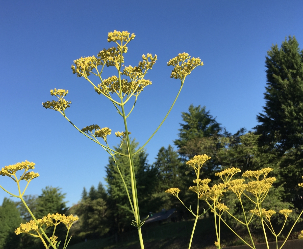 f:id:hatchtomakinoki:20210805132421j:plain