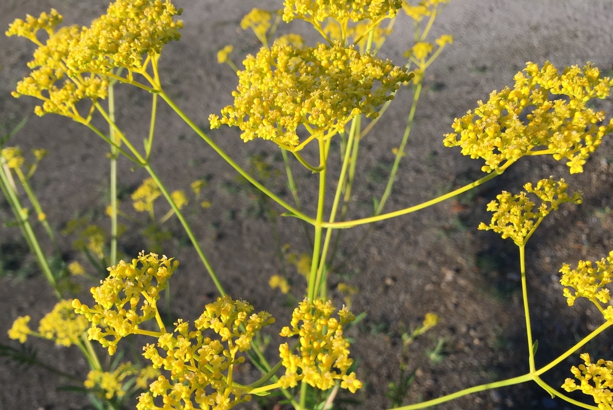 f:id:hatchtomakinoki:20210805133750j:plain