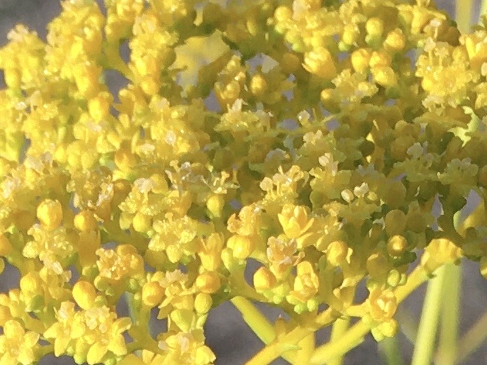 f:id:hatchtomakinoki:20210805133831j:plain