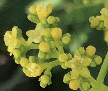 f:id:hatchtomakinoki:20210805133919j:plain