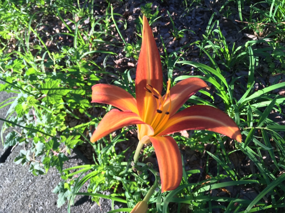 f:id:hatchtomakinoki:20210805134024j:plain