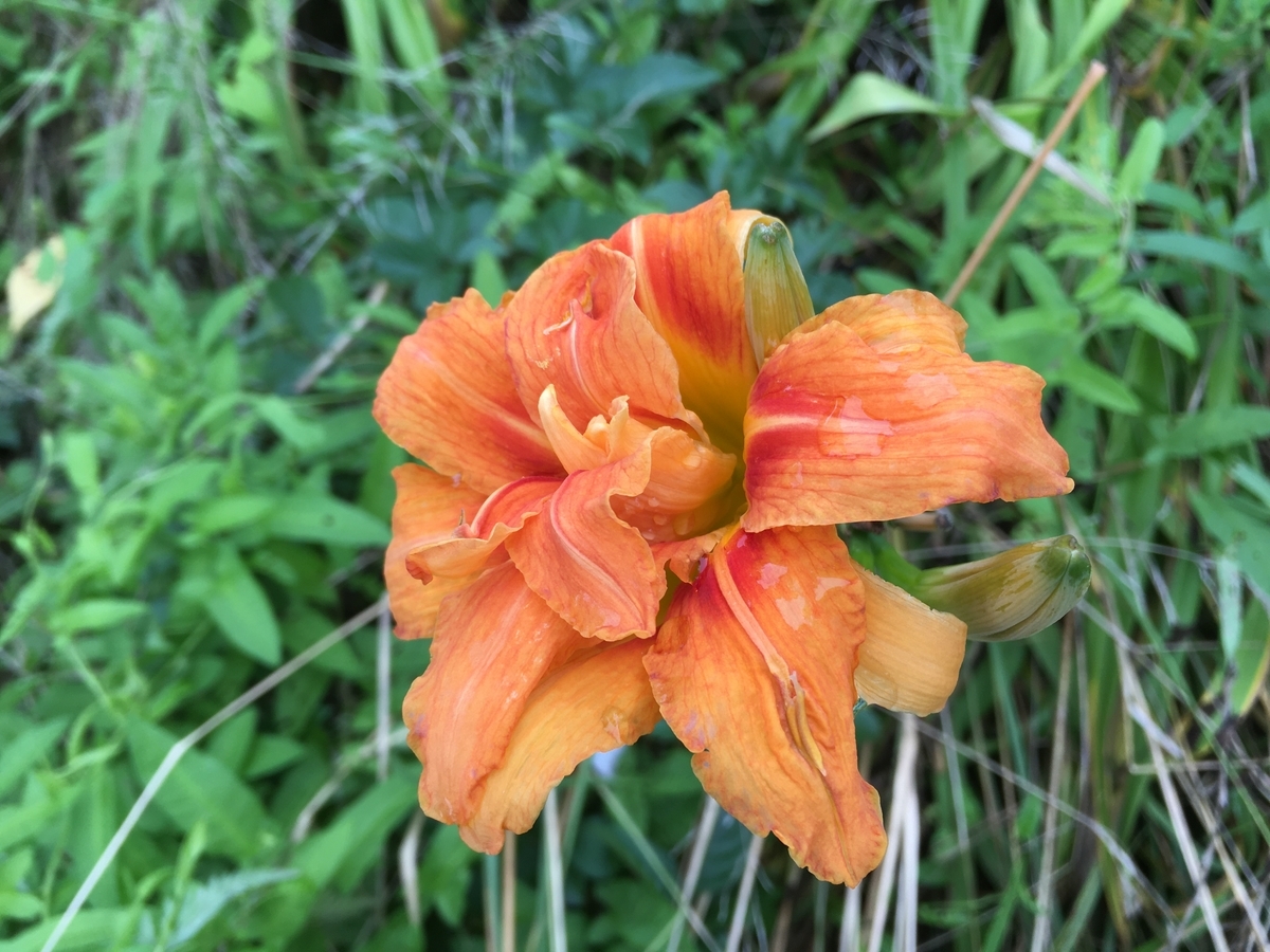 f:id:hatchtomakinoki:20210805134422j:plain