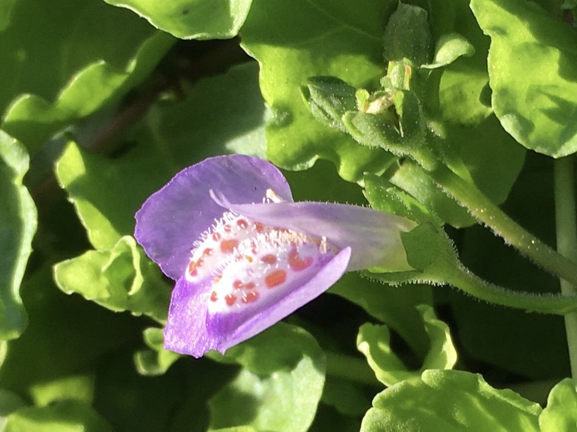 f:id:hatchtomakinoki:20210805193955j:plain