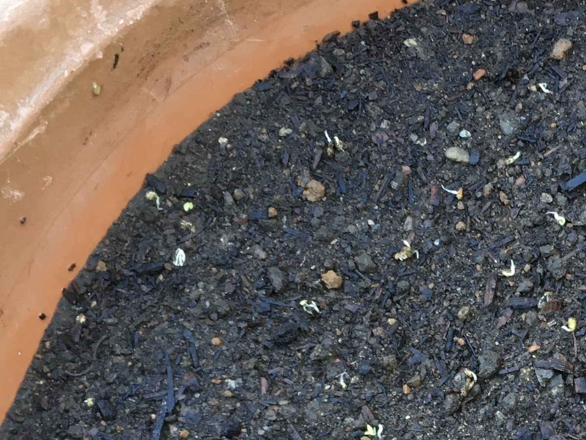 f:id:hatchtomakinoki:20210807194919j:plain