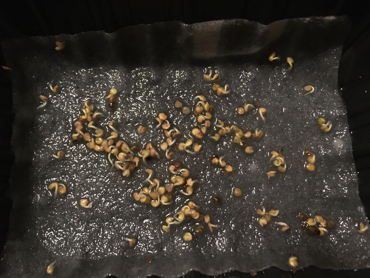 f:id:hatchtomakinoki:20210807195037j:plain