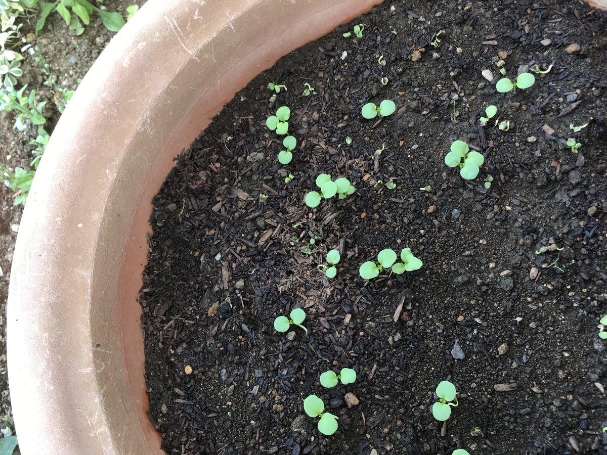 f:id:hatchtomakinoki:20210807195520j:plain