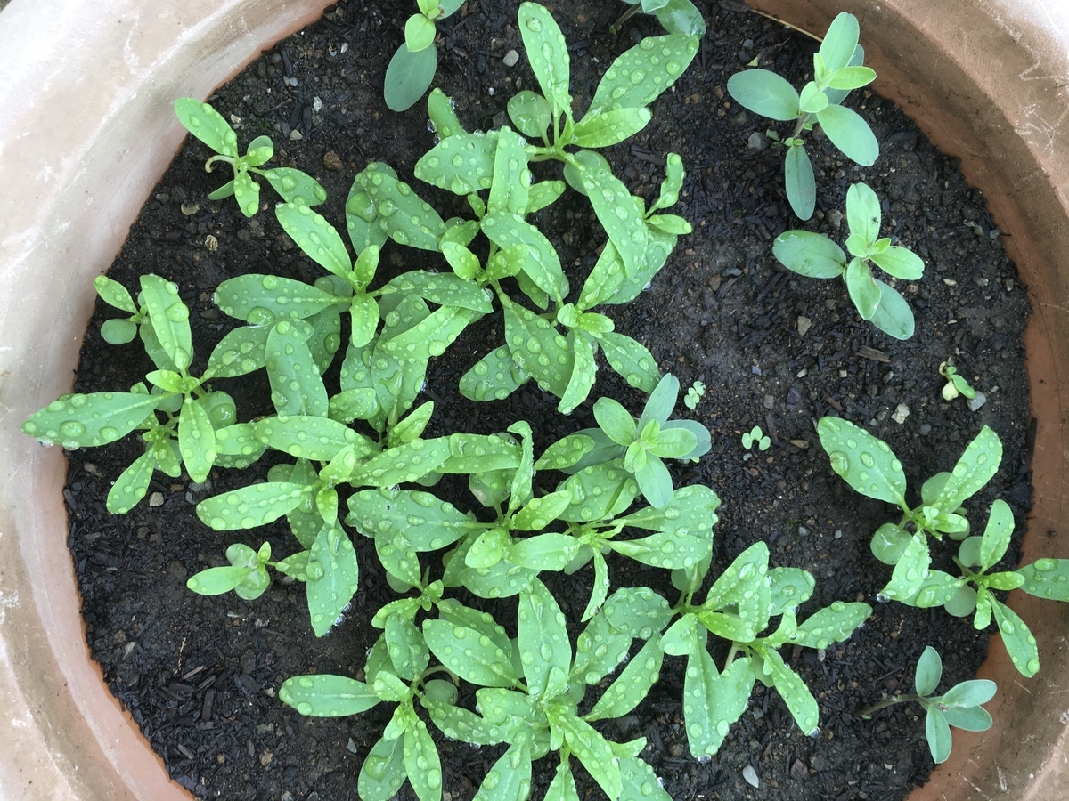 f:id:hatchtomakinoki:20210807195554j:plain