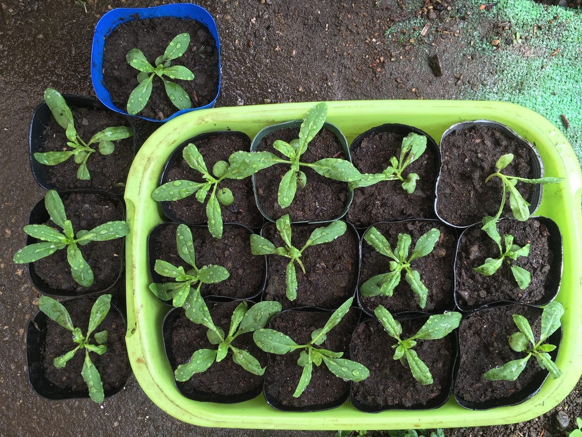 f:id:hatchtomakinoki:20210807195839j:plain