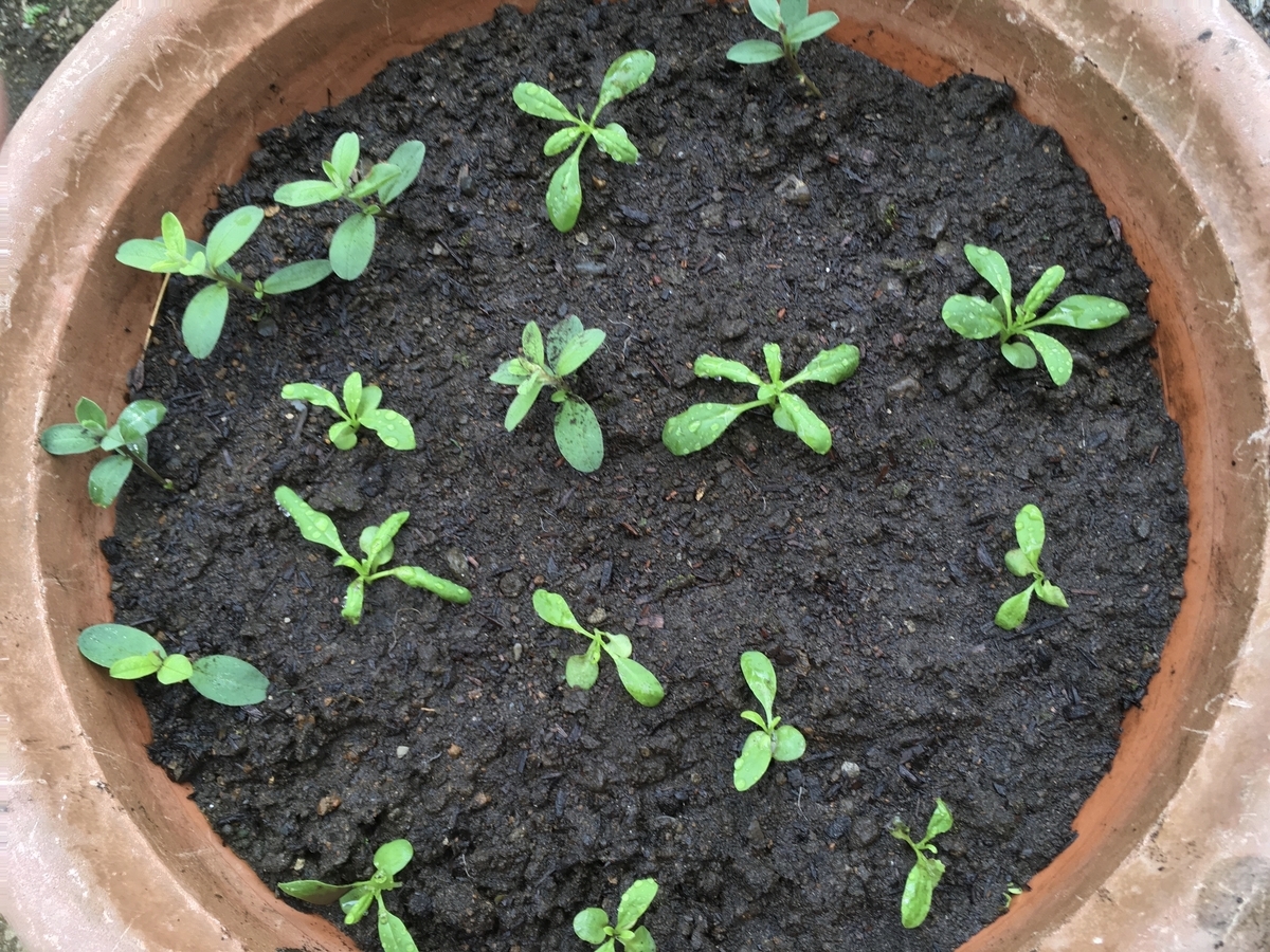 f:id:hatchtomakinoki:20210807200205j:plain