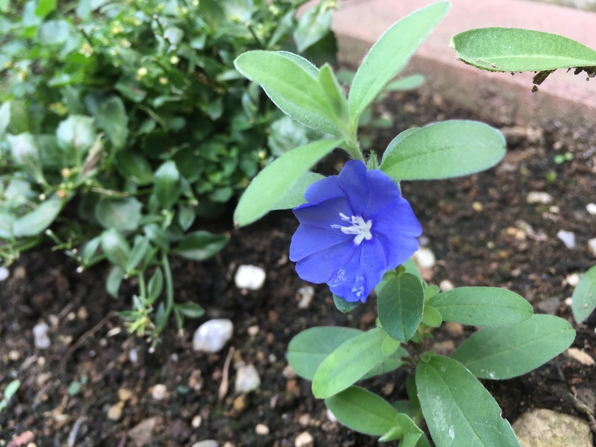 f:id:hatchtomakinoki:20210807200257j:plain