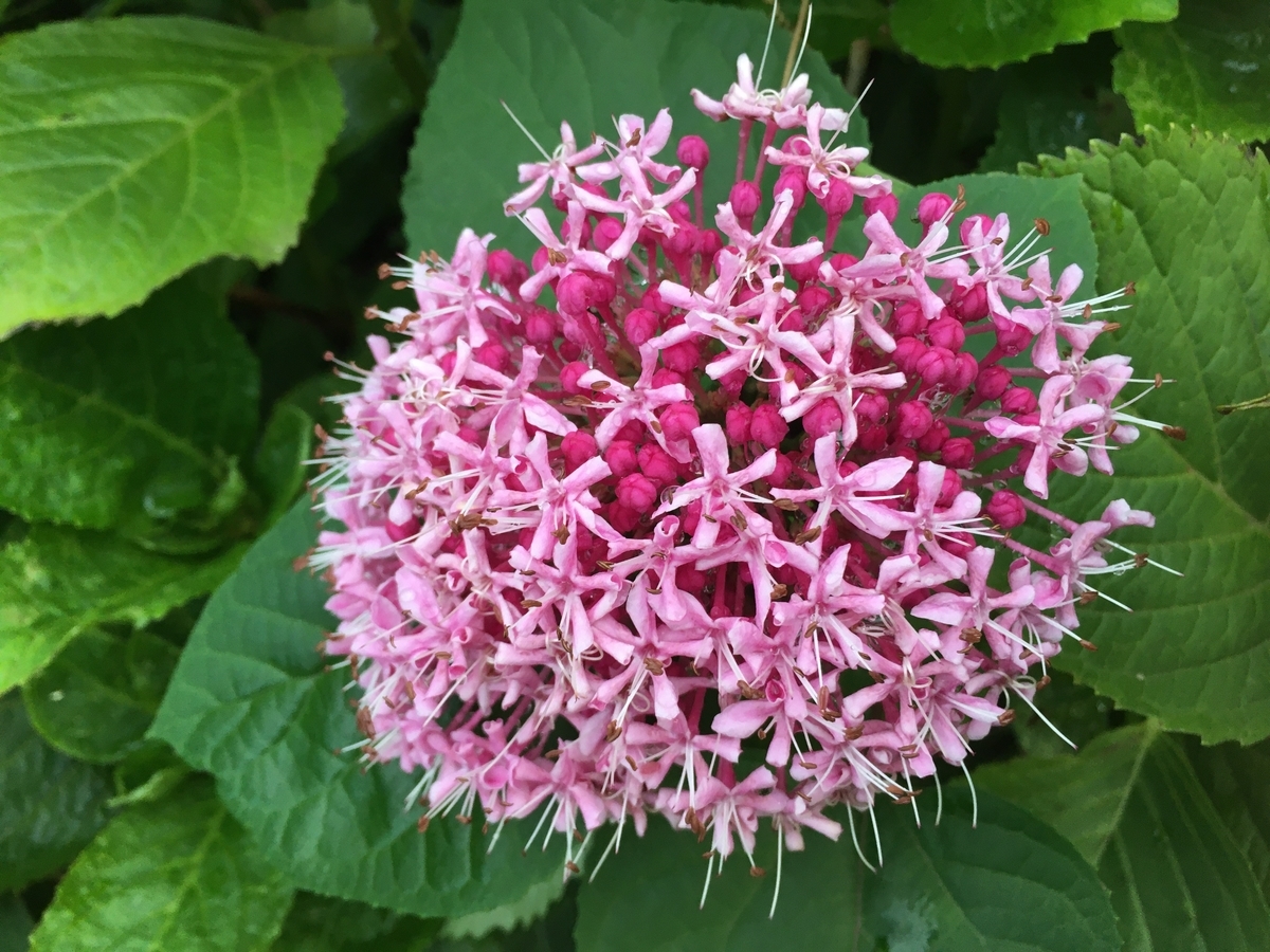 f:id:hatchtomakinoki:20210807200816j:plain