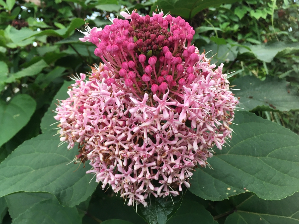 f:id:hatchtomakinoki:20210807200913j:plain