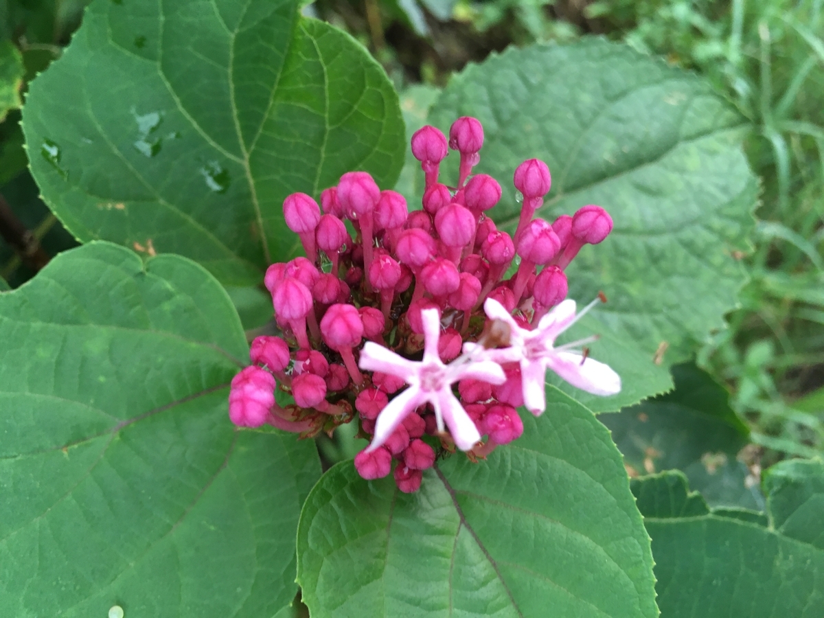 f:id:hatchtomakinoki:20210807201119j:plain