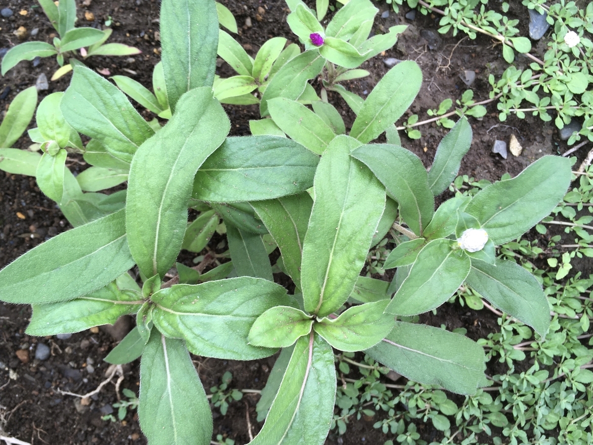 f:id:hatchtomakinoki:20210808200739j:plain