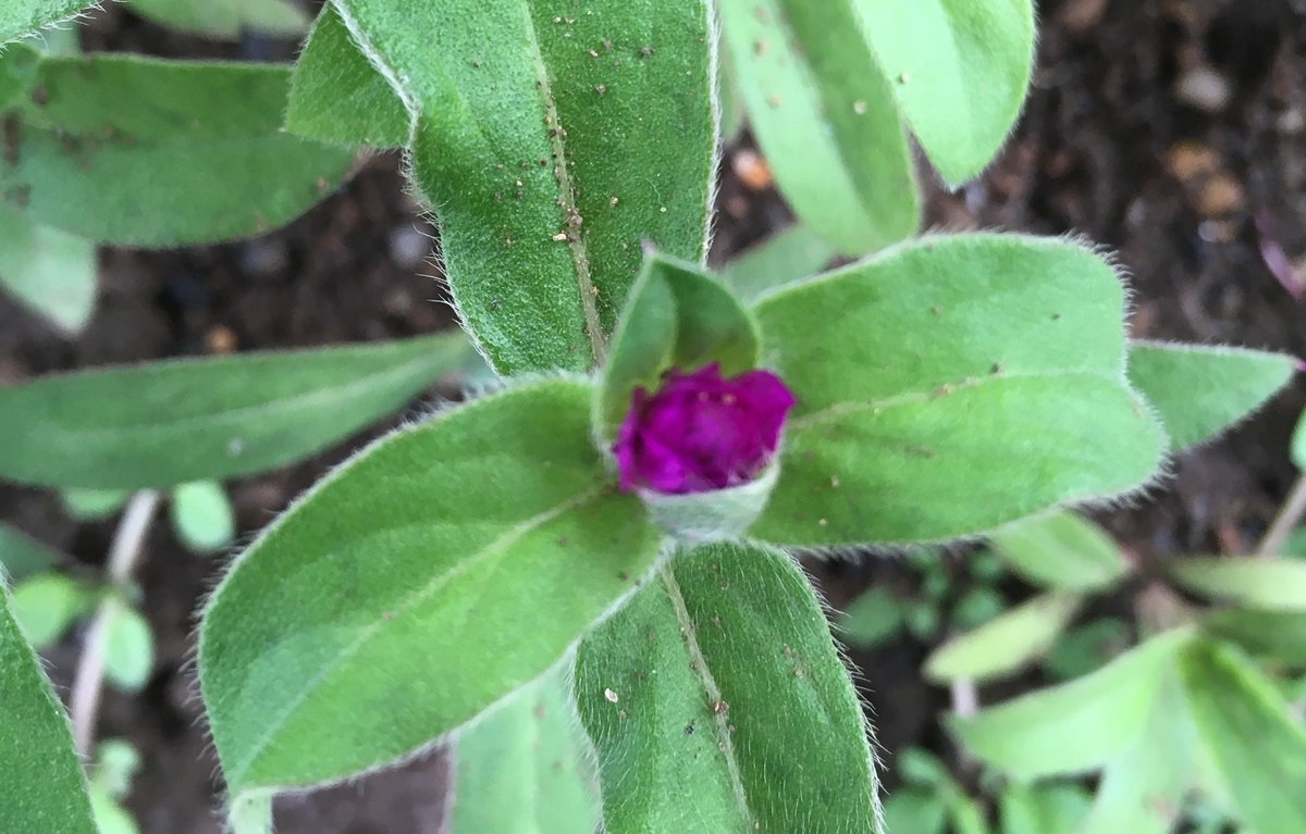 f:id:hatchtomakinoki:20210808201412j:plain