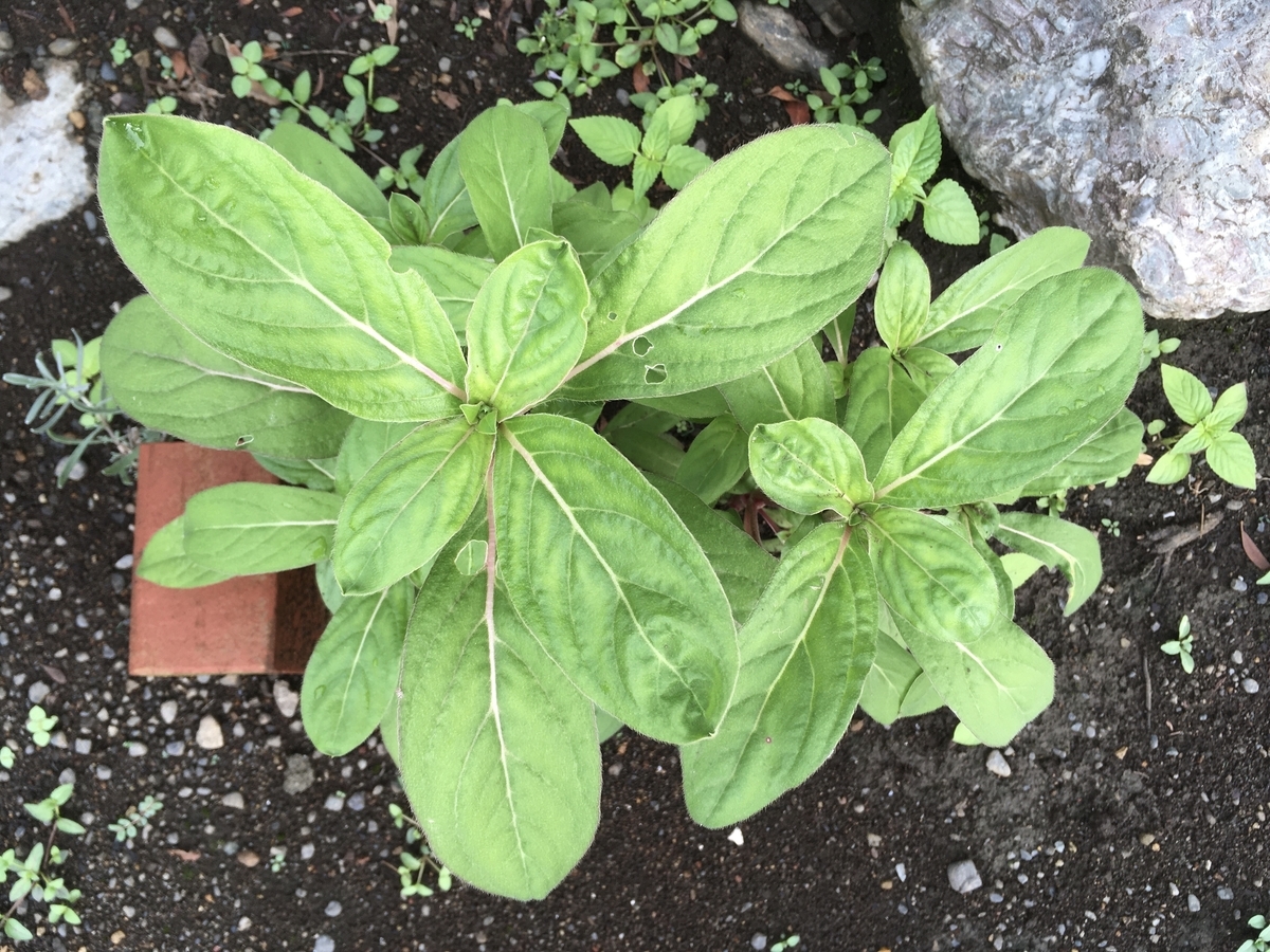 f:id:hatchtomakinoki:20210808201651j:plain