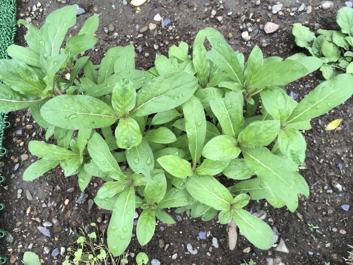 f:id:hatchtomakinoki:20210808201757j:plain