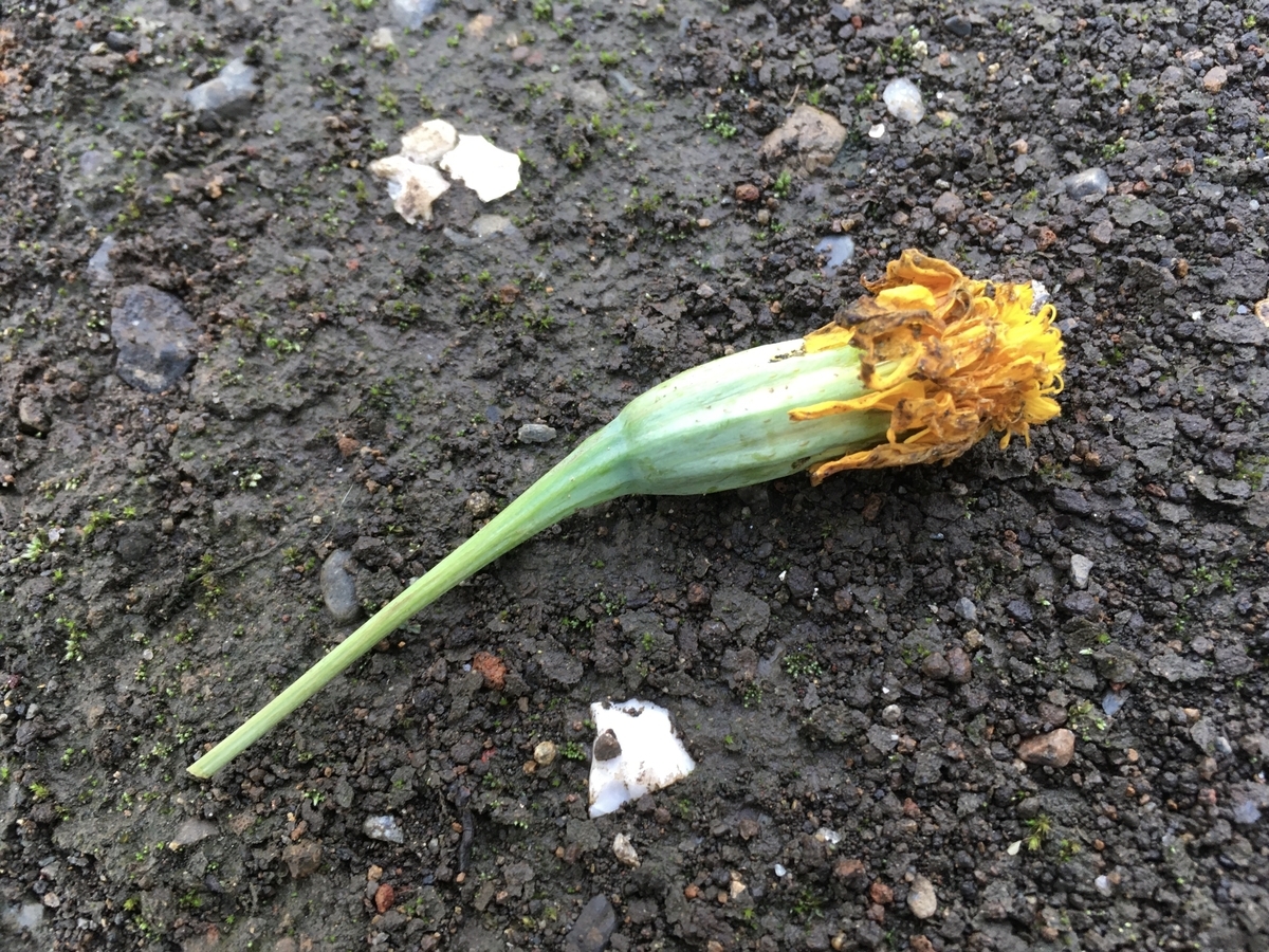 f:id:hatchtomakinoki:20210808203040j:plain