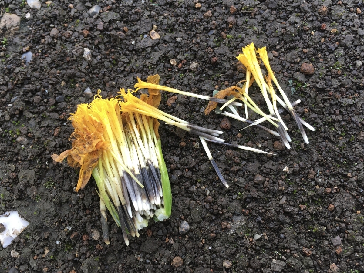 f:id:hatchtomakinoki:20210808203111j:plain