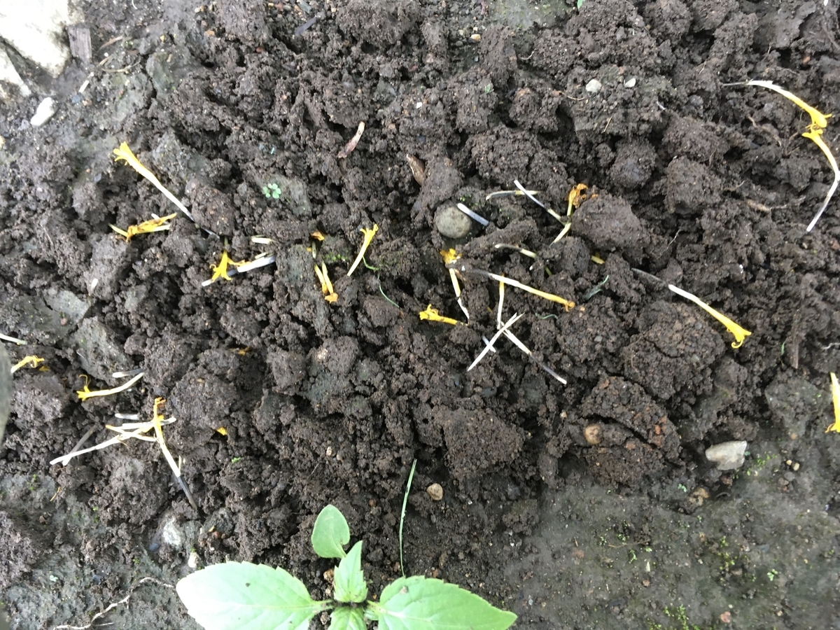 f:id:hatchtomakinoki:20210808203139j:plain