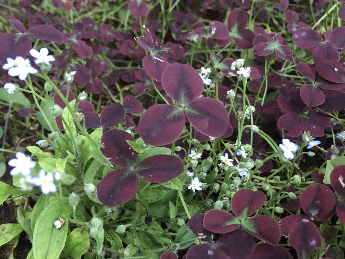 f:id:hatchtomakinoki:20210808203322j:plain