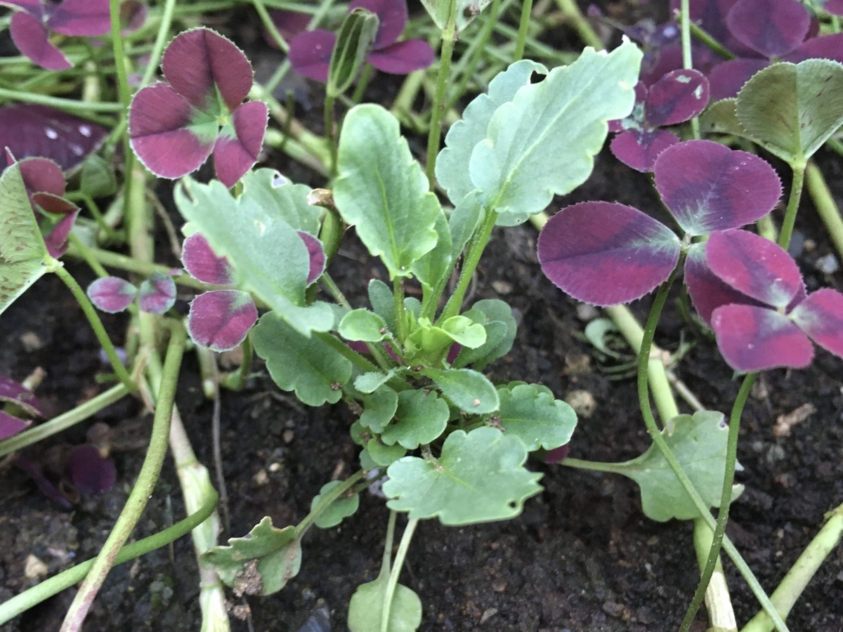 f:id:hatchtomakinoki:20210808203434j:plain