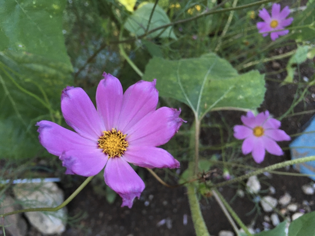 f:id:hatchtomakinoki:20210809194939j:plain