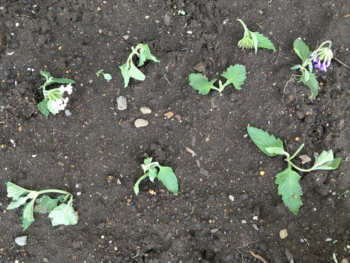 f:id:hatchtomakinoki:20210810201305j:plain