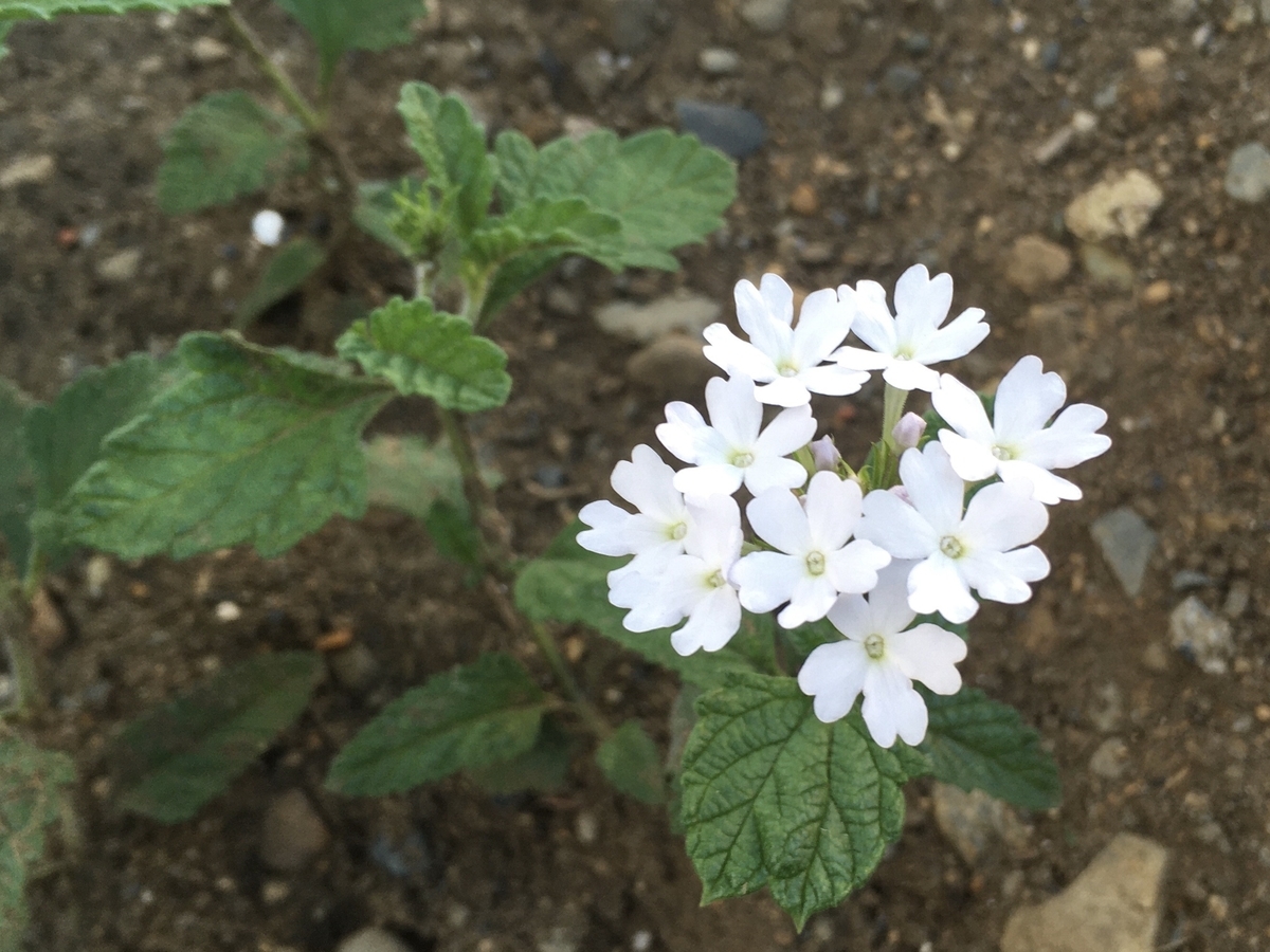 f:id:hatchtomakinoki:20210810202320j:plain