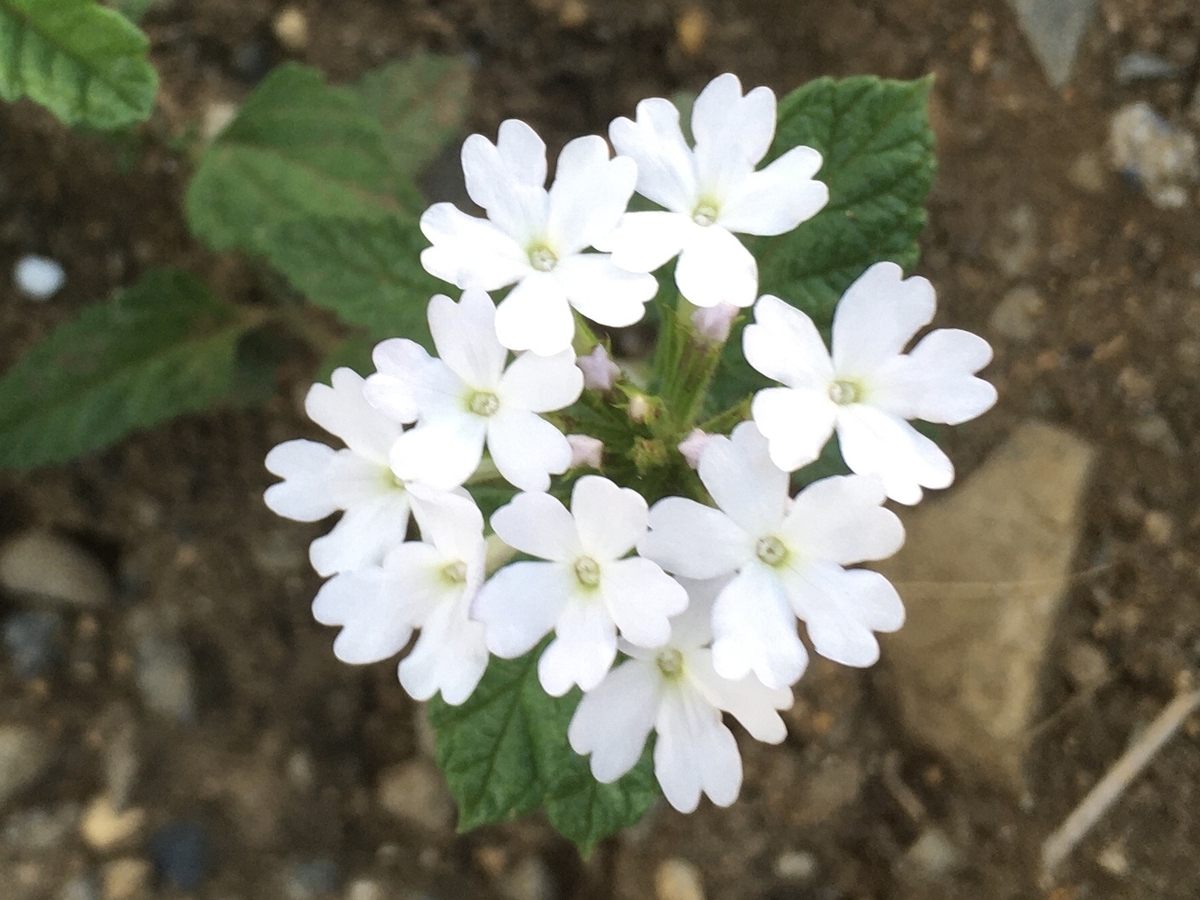 f:id:hatchtomakinoki:20210810202957j:plain