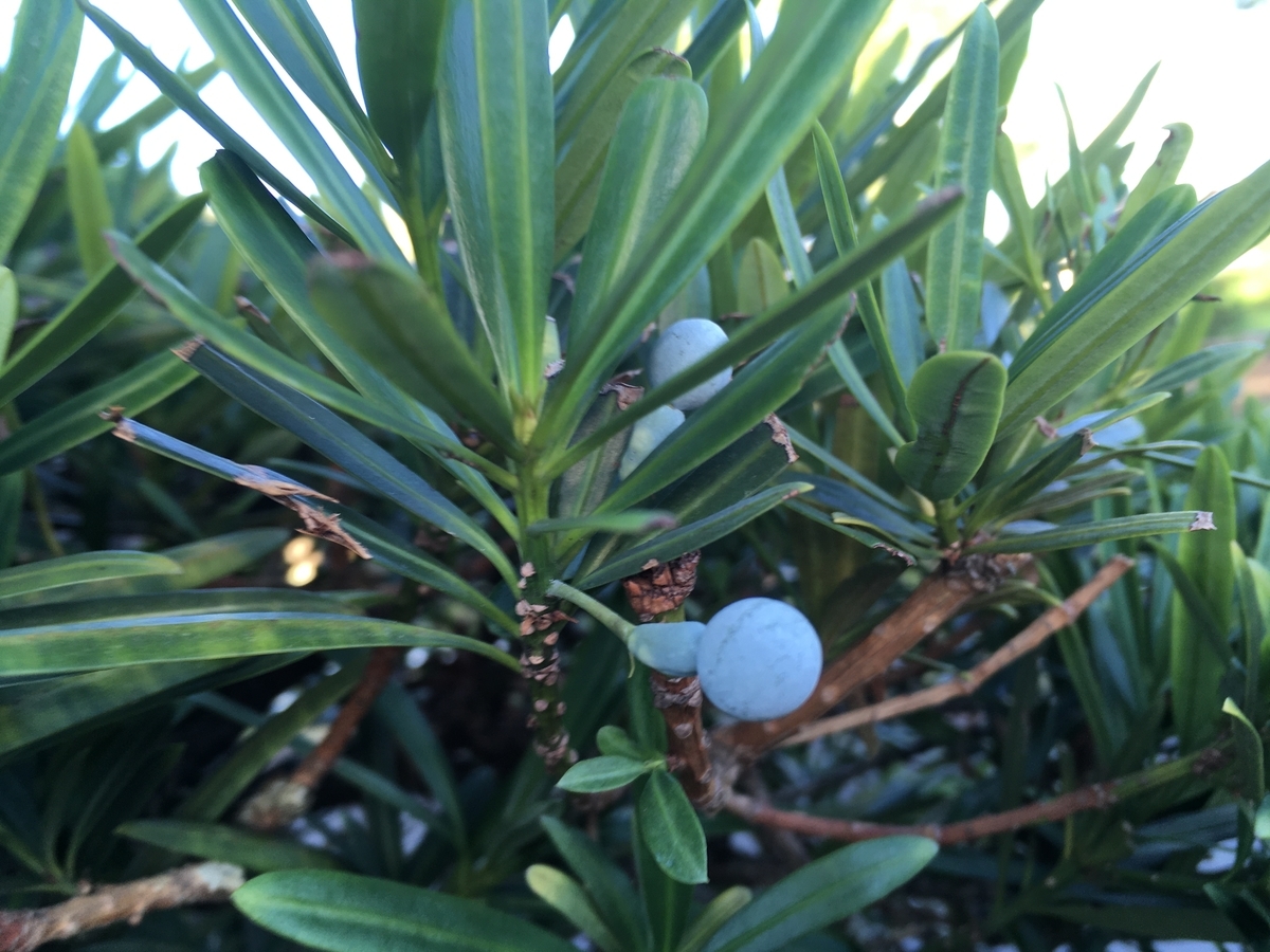 f:id:hatchtomakinoki:20210810203219j:plain