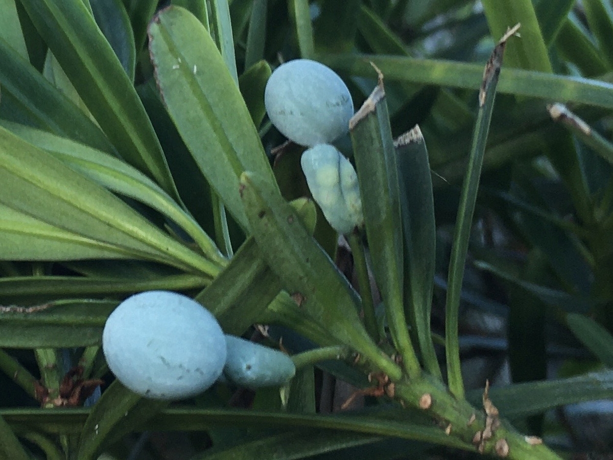 f:id:hatchtomakinoki:20210810203424j:plain