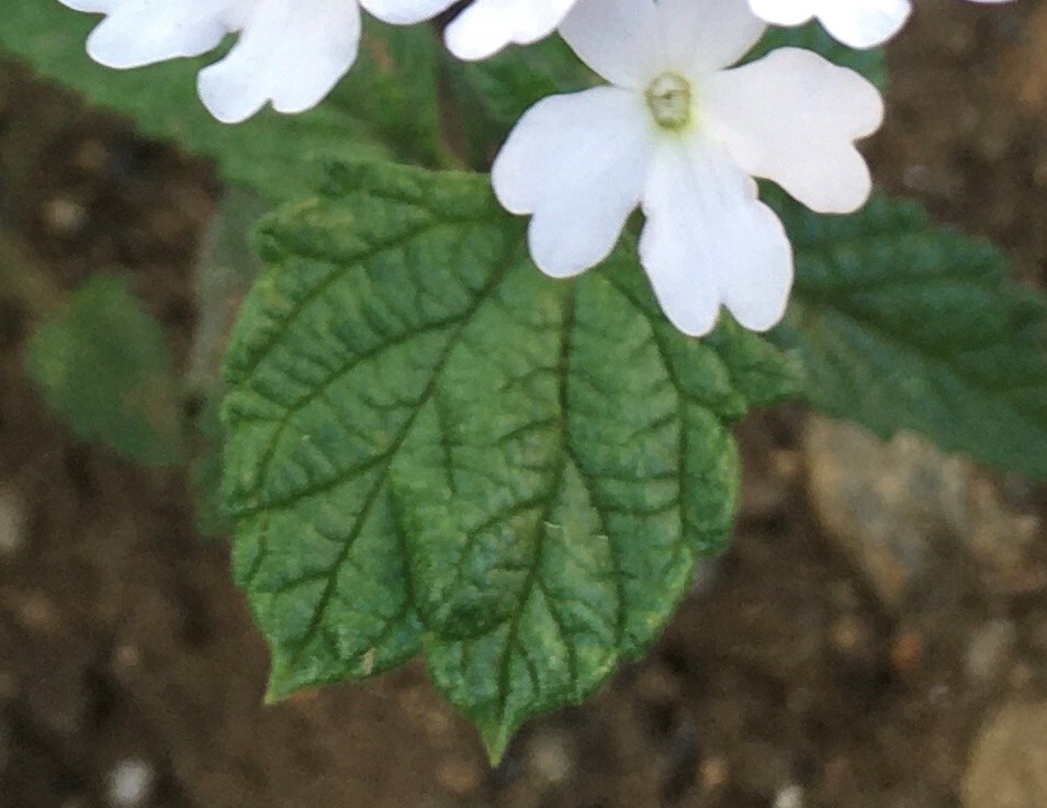 f:id:hatchtomakinoki:20210810204748j:plain