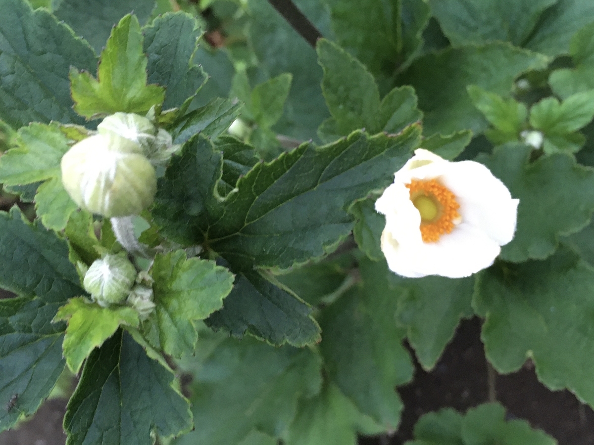 f:id:hatchtomakinoki:20210811195940j:plain