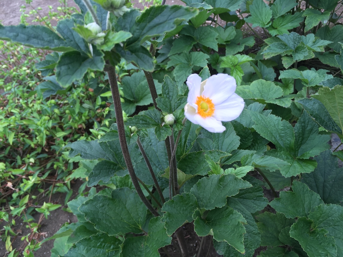 f:id:hatchtomakinoki:20210811200233j:plain