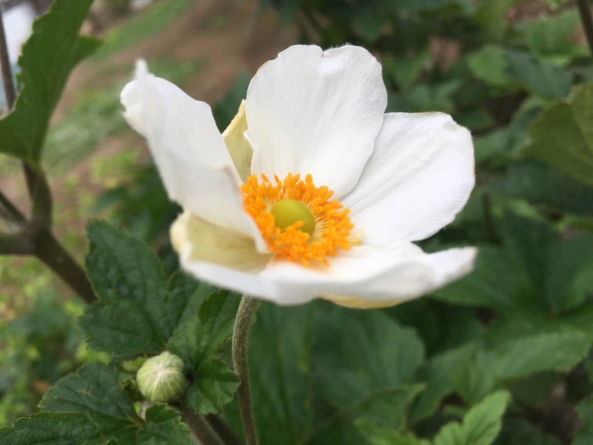 f:id:hatchtomakinoki:20210811200835j:plain