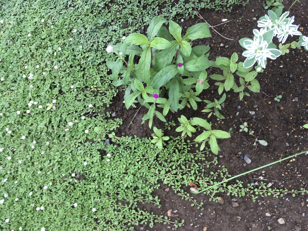 f:id:hatchtomakinoki:20210813195925j:plain