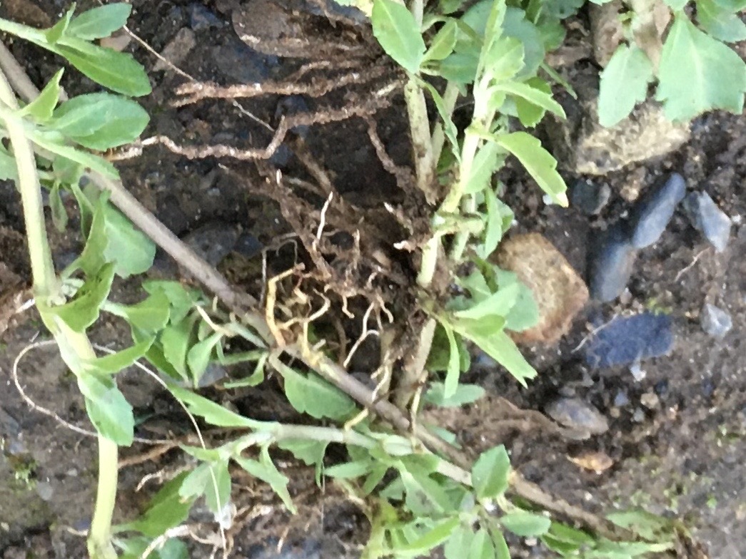 f:id:hatchtomakinoki:20210813200408j:plain