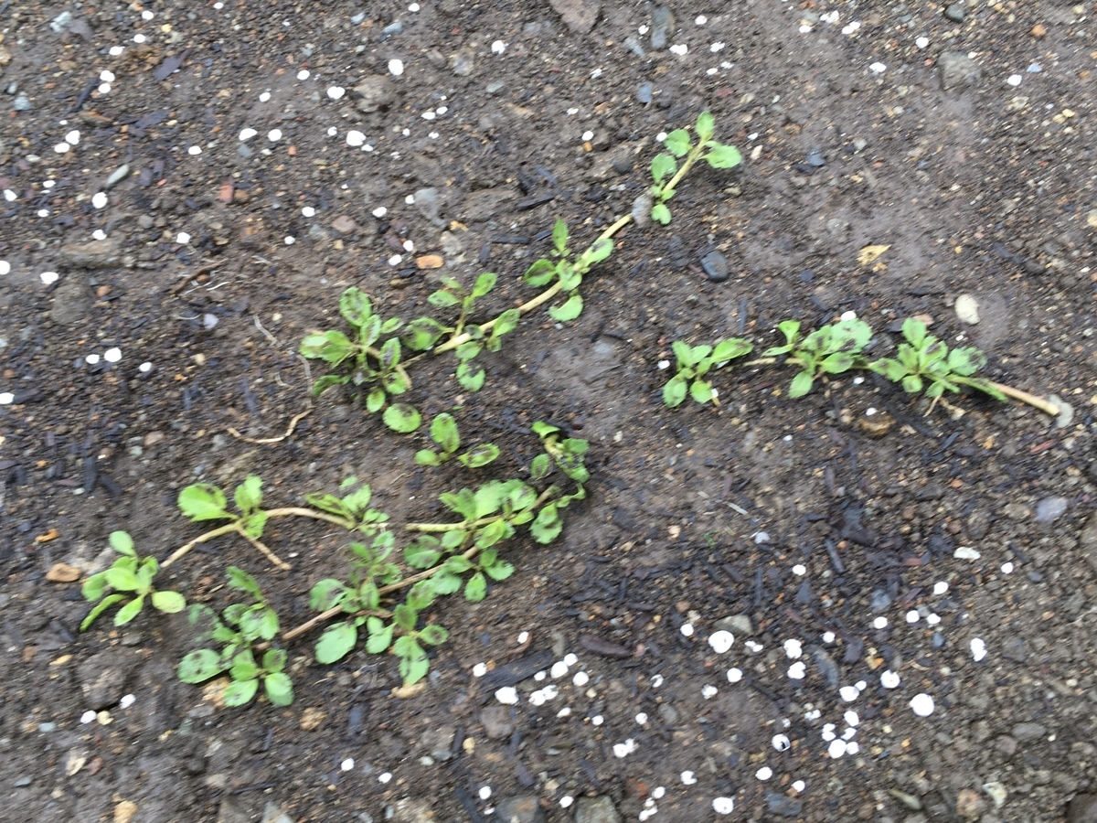 f:id:hatchtomakinoki:20210813200618j:plain