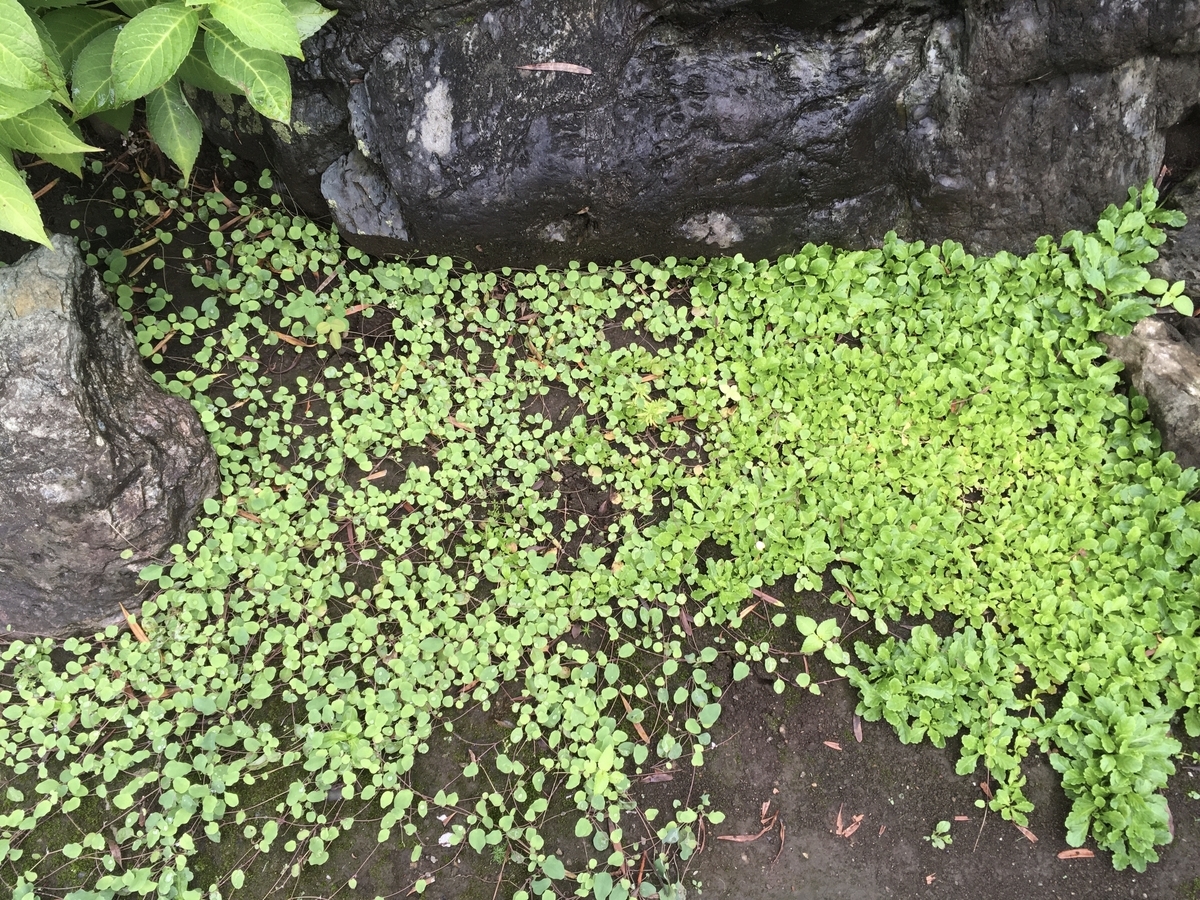 f:id:hatchtomakinoki:20210813201228j:plain