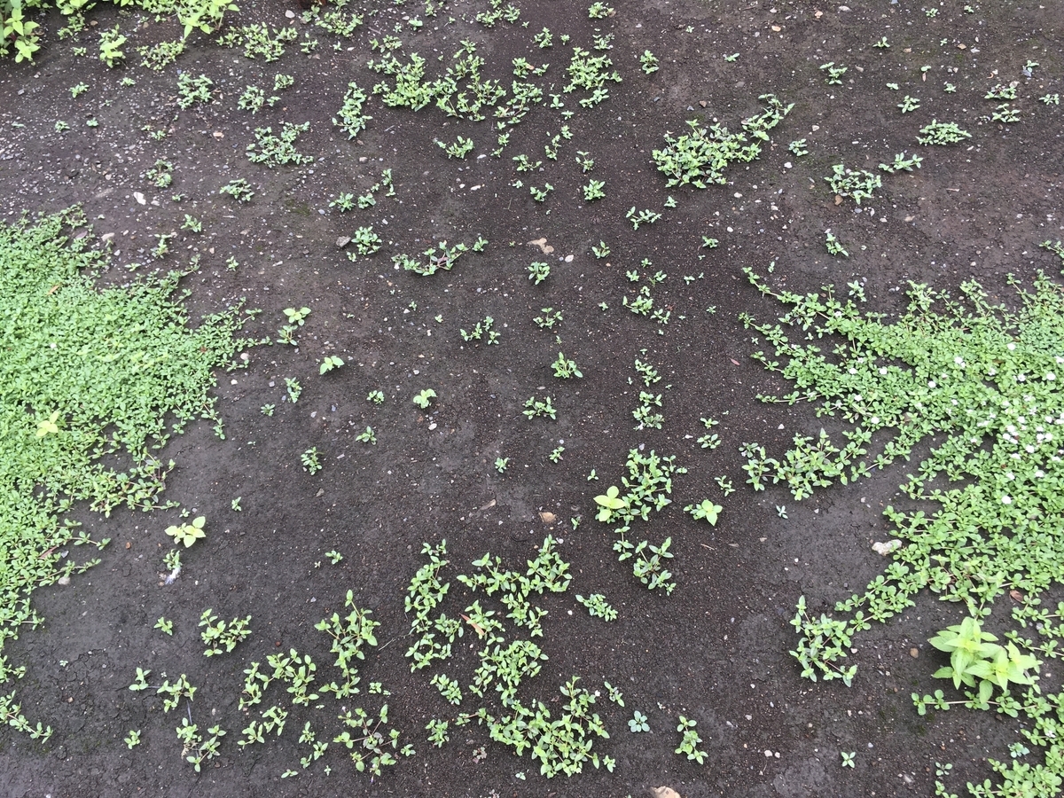 f:id:hatchtomakinoki:20210813201642j:plain