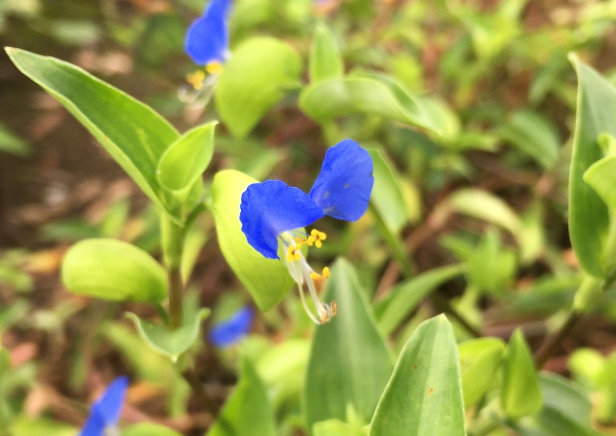 ツユクサとは 動植物の人気 最新記事を集めました はてな