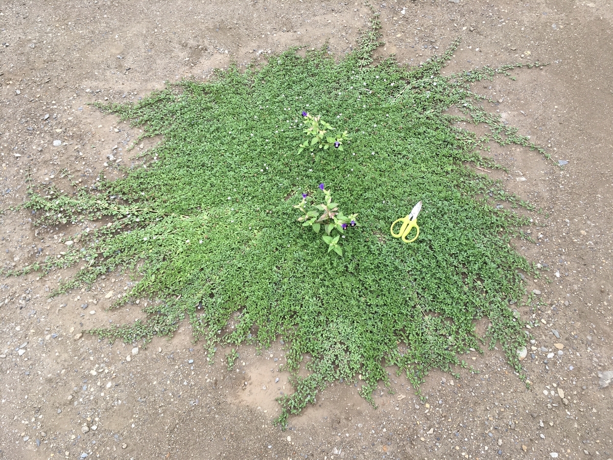 f:id:hatchtomakinoki:20210824193055j:plain