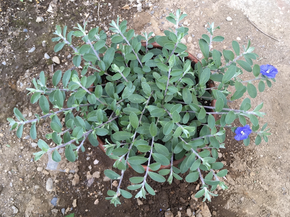 f:id:hatchtomakinoki:20210826194946j:plain