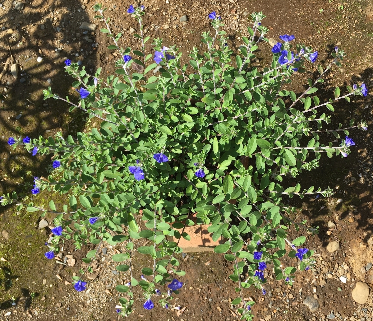 f:id:hatchtomakinoki:20210826195708j:plain