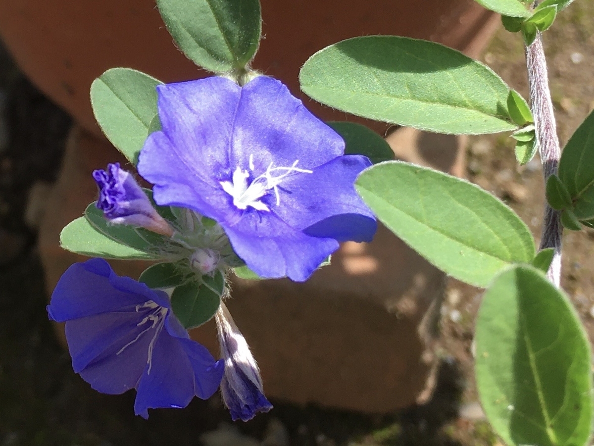 f:id:hatchtomakinoki:20210826200048j:plain