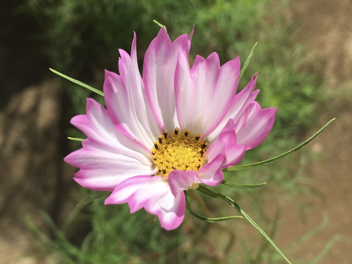 f:id:hatchtomakinoki:20210826200205j:plain