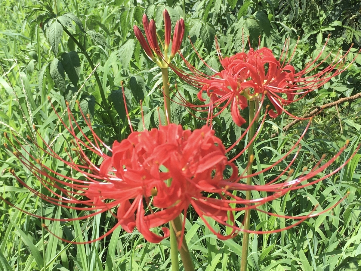 f:id:hatchtomakinoki:20210826200936j:plain