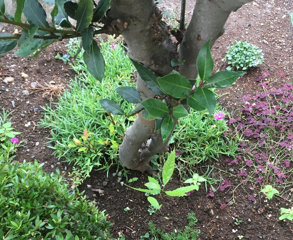 f:id:hatchtomakinoki:20210901185402j:plain